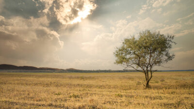 “Under the Tamarisk Tree”